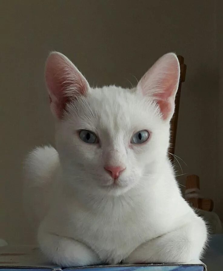 Кот альбинос фото My lovely cat "Oğluş" (sonny) Cats, Animals, Lovely