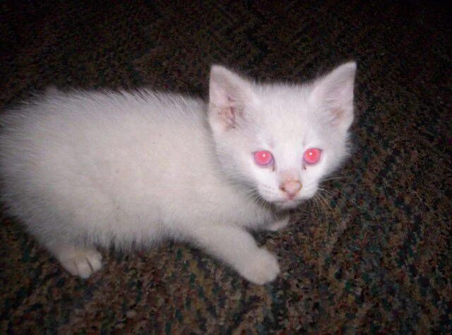 Кот альбинос фото via catchomps on tumblr Baby cats, Albino cat, Cute baby cats