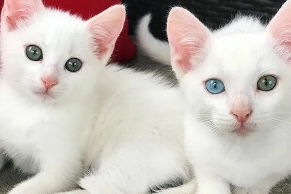 Кот альбинос фото 2 Deaf Kittens Born to Rescued Cat, Depend on Each Other and Share Special Bond 