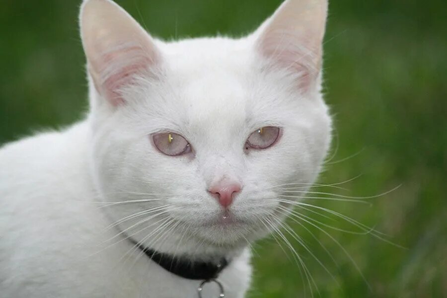 Кот альбинос фото Настоящие коты альбиносы, глаза Albino cat, Pretty animals, Albino