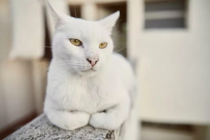 Кот альбинос фото Adopt a Cat - Is It Right For You? - Mishi Pets - Getting a cat Cats, Sleepy ani