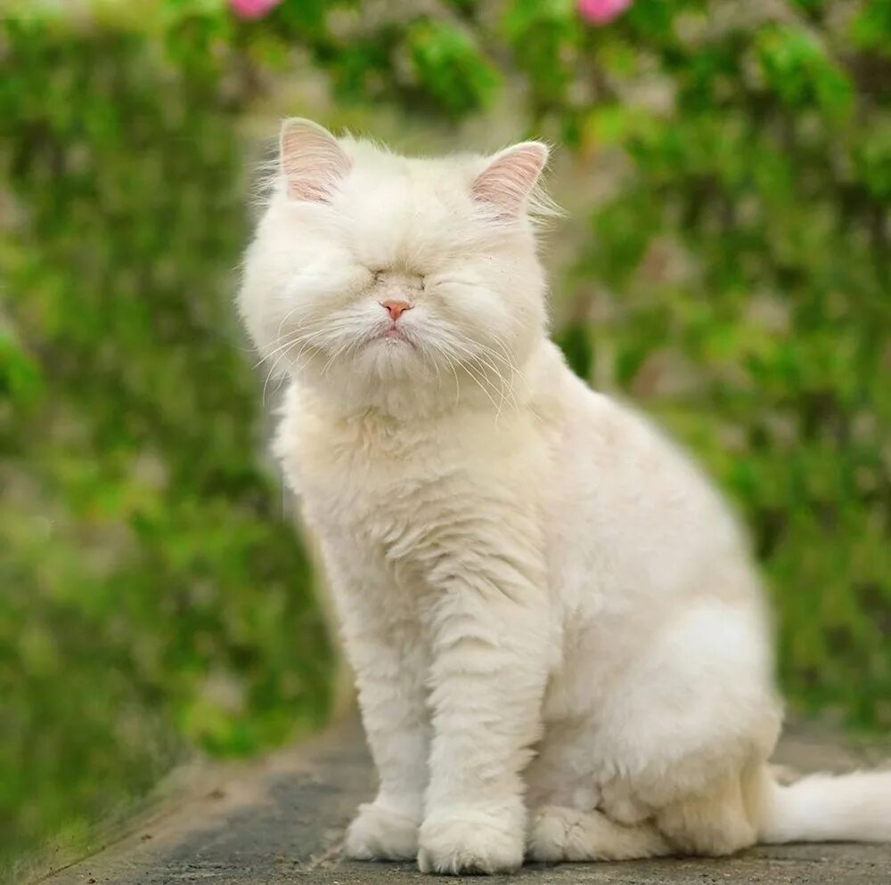 Кот альбинос фото Fenomen köpek 'Onbaşı Oliveira' - Son Dakika Magazin Haberleri N-Life