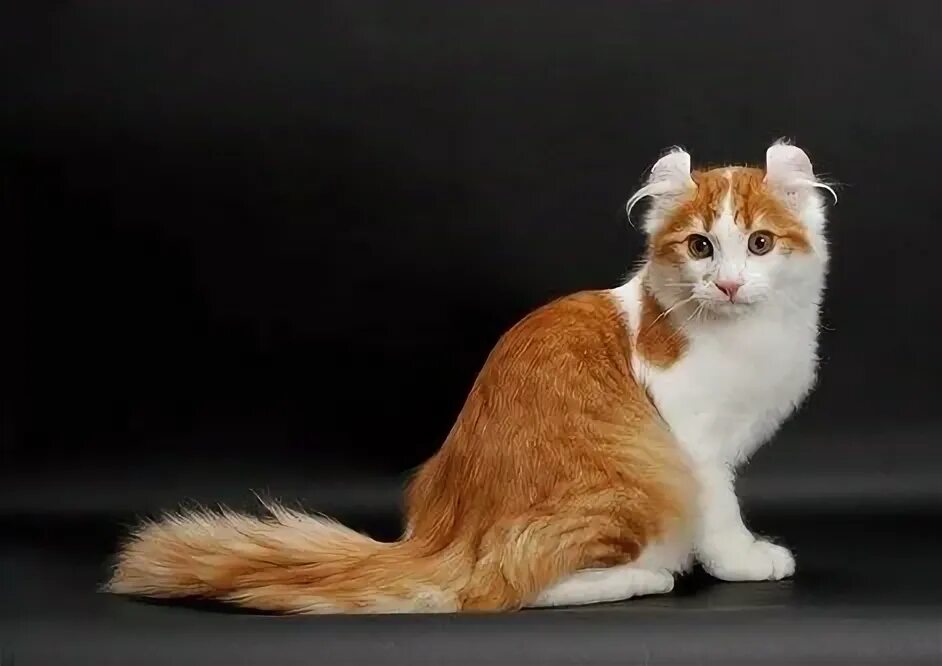 Кот американский керл фото Pin on Kitty Love