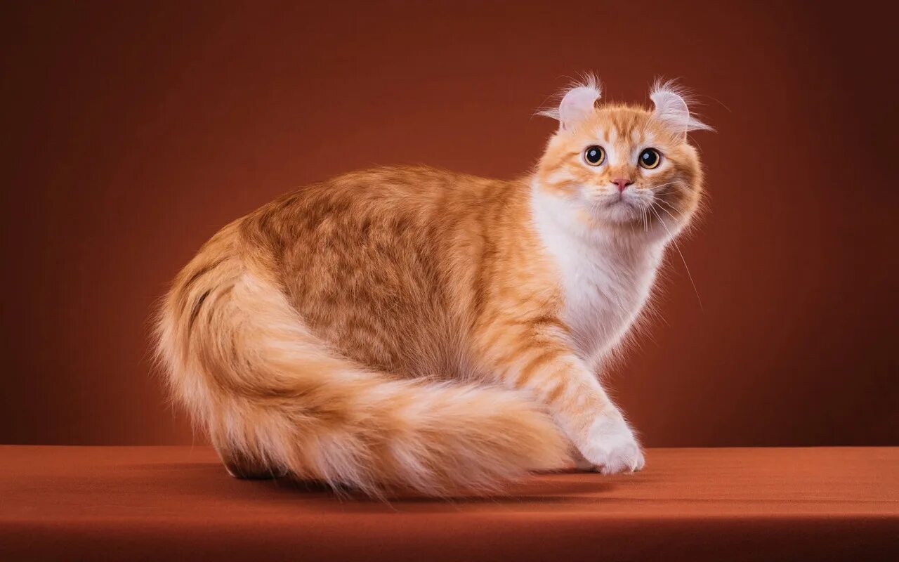 Кот американский керл фото Скачать обои кошка, кот, взгляд, поза, котенок, пушистый, рыжий, мордочка, разде