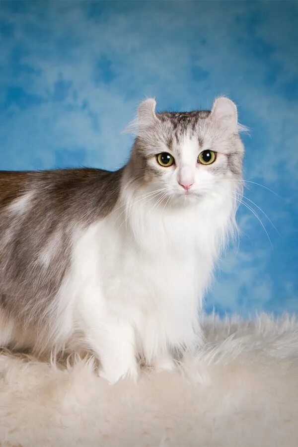 Кот американский керл фото American Curl Cat Facts Cat breeds, Cat facts, Cats