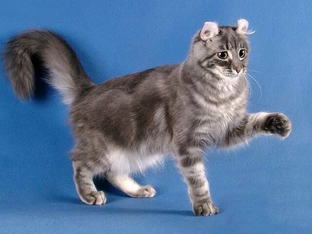 Кот американский керл фото American Curl Gatti e gattini, Gattini, Gatti