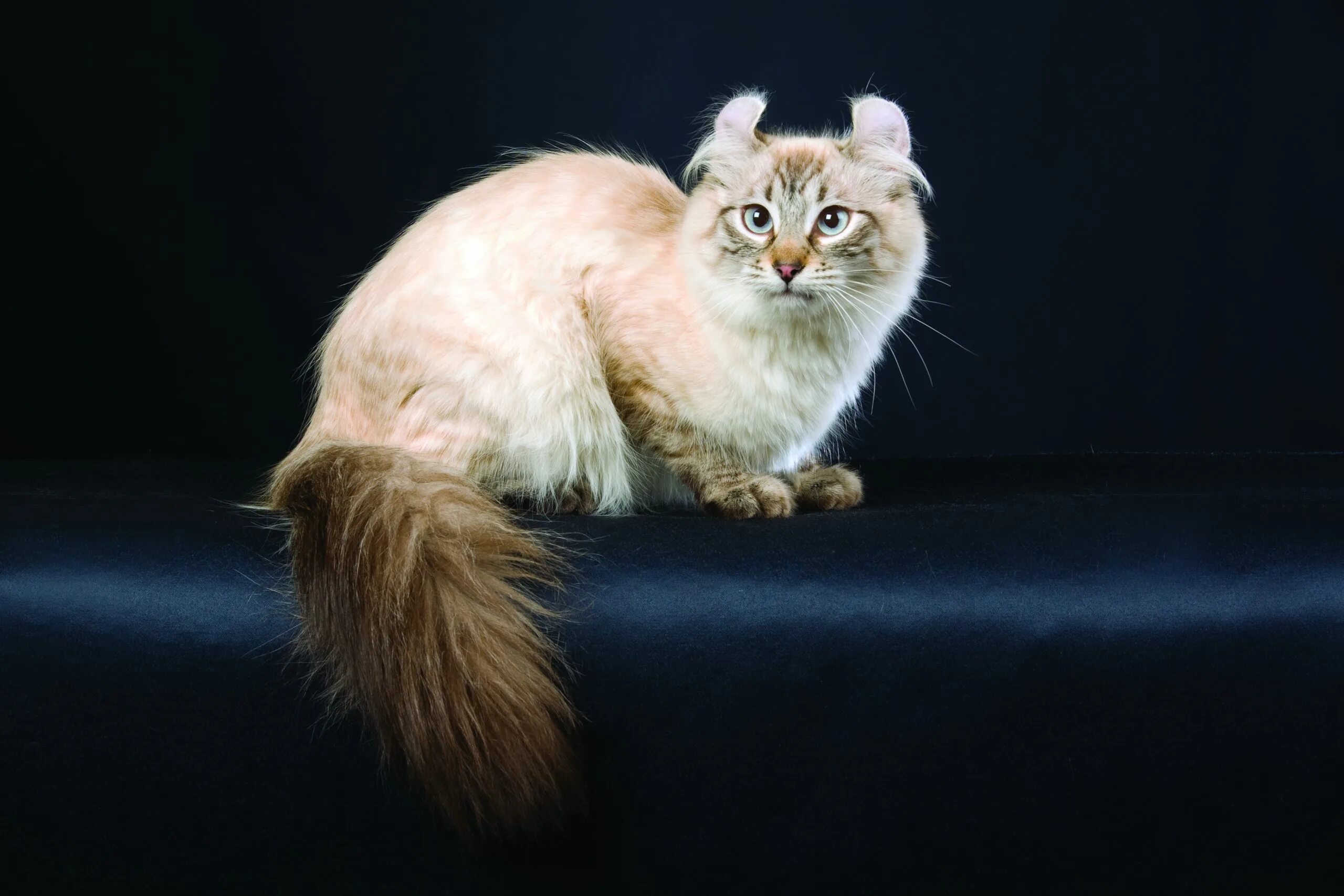 Кот американский керл фото American Curl Cat & Kitten Breed and Adoption Info Petfinder