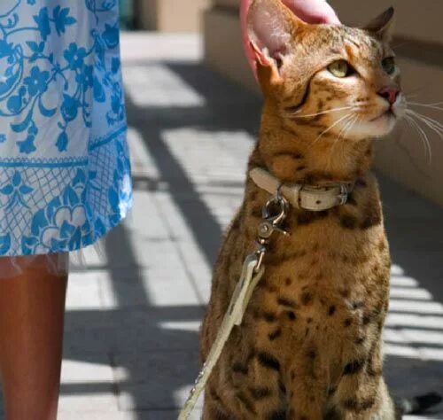 Кот ашера фото Ashera - World's Largest, Rarest and Most Exotic $20,000 House Cat Ashera cat, H