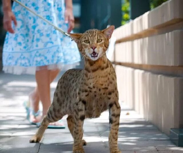 Кот ашера фото Pin on SAVANNAH CATS