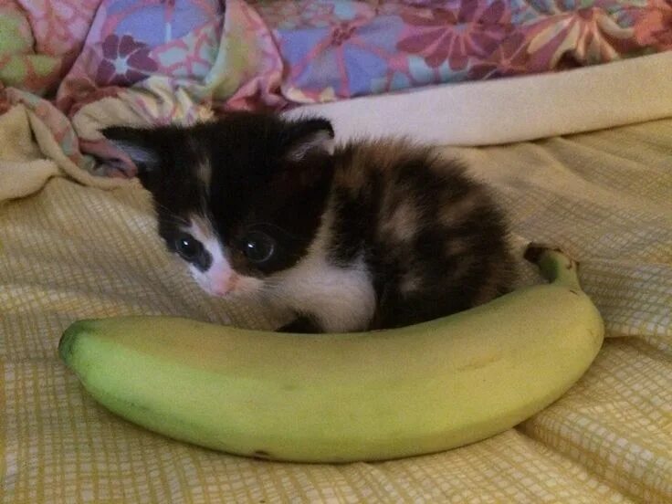 Кот банан фото awwww! Cute! - Very tiny kitty (banana for scale) (Source:... (Görüntüler ile)