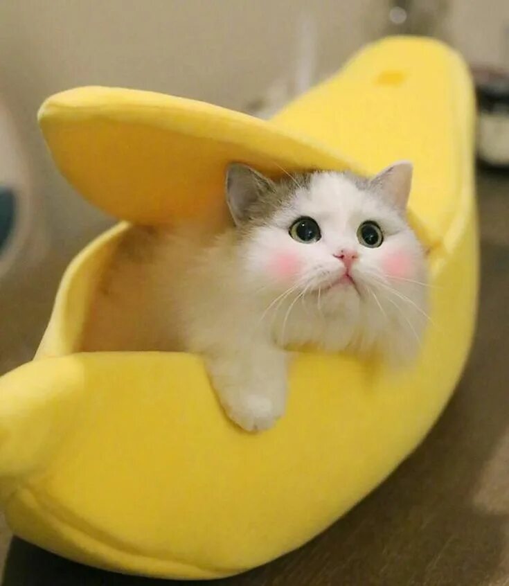 Кот банан фото Banana Boat Take My Baby Home #catsandkittens in 2019 Cute cats, Animals, Cats