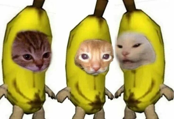 Кот банан фото deez paws on Instagram: "Get banaenaed - - #cursedcats #cursedcat #animalmemes #