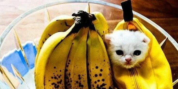 Кот банан фото 25 Pet Halloween Costumes That Are So Cute We Can't Even Pet halloween costumes,