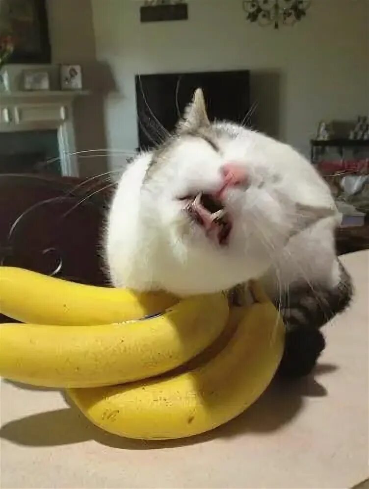 Кот банан фото "So my cat likes to lick bananas and when he does he makes weird faces" Funny ca