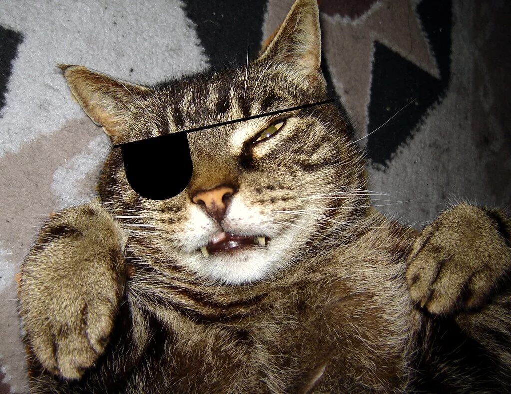 Кот бандит фото pirate cat My cat Boofy, caught in a funny pose, I just ha. Flickr