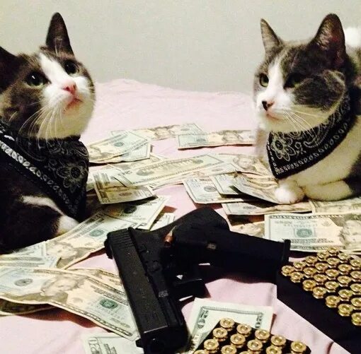 Кот бандит фото There is a Serial Cat Killer in Washington So Far He Has Claimed 13 Victims Page