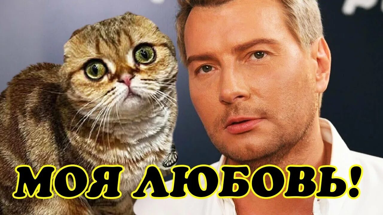 Кот баскова фото Николай Басков отвез свою любимицу кошку Шанель в салон красоты - YouTube
