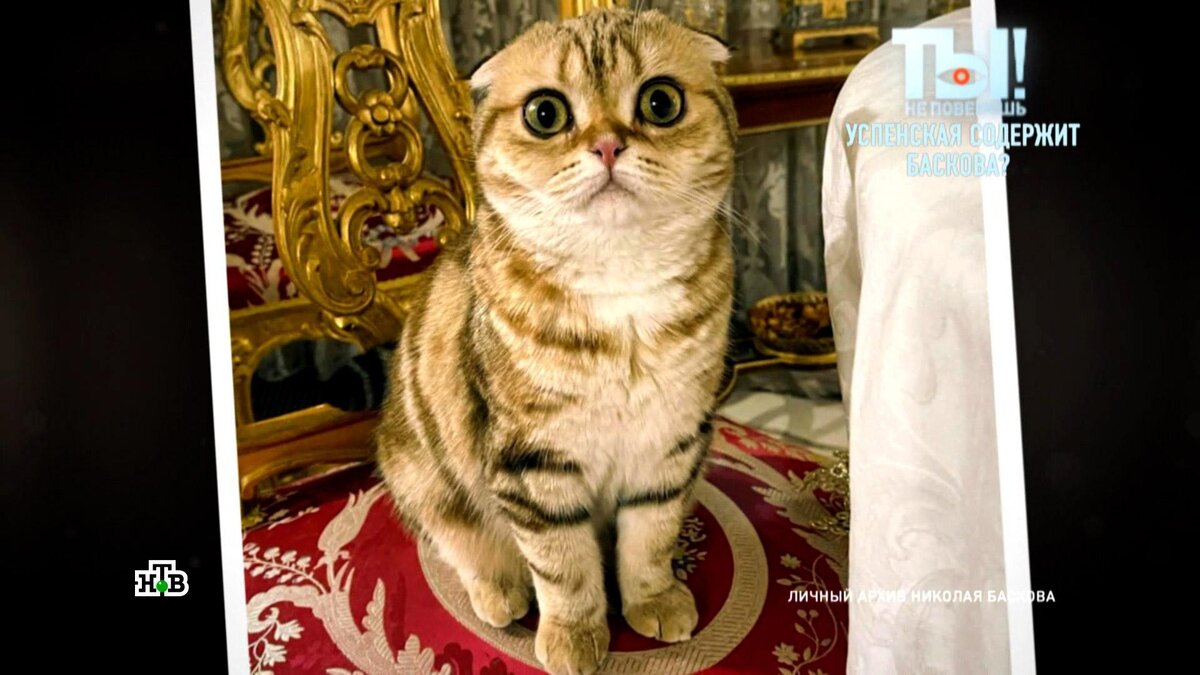 Кот баскова фото За котятами Николая Баскова выстроилась очередь НТВ Дзен