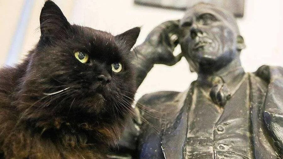 Кот бегемот из мастера фото В "Булгаковском доме" рассказали о состоянии кота Бегемота после похищения Новос