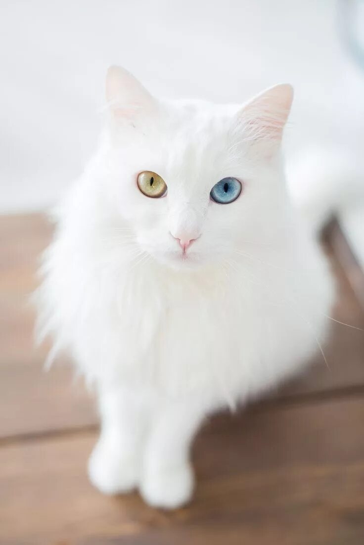 Кот белого цвета фото The Ethics of Cuteness: A Closer Look at 12 Trendy Cat Mutations Foto divertenti