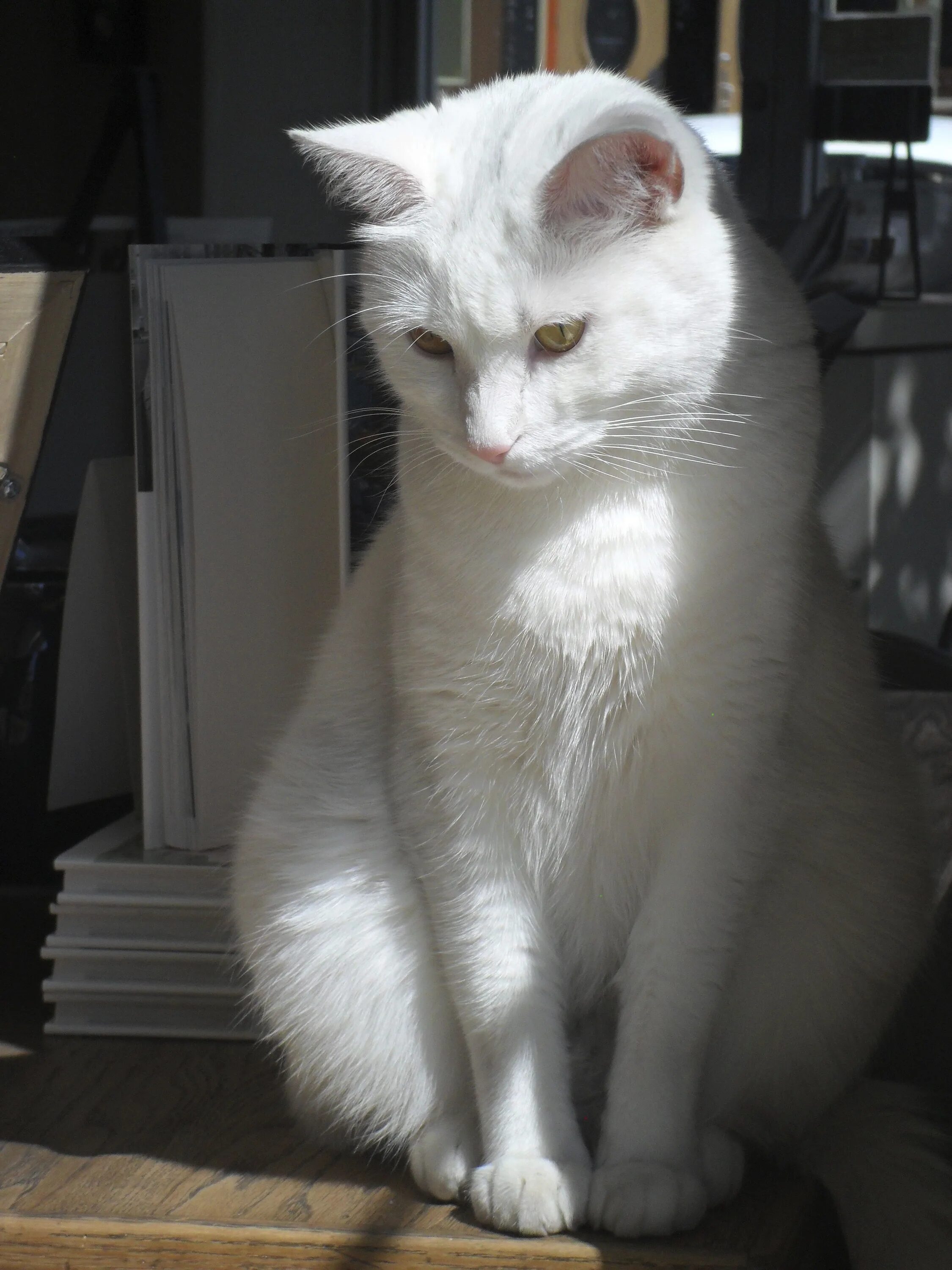 Кот белого цвета фото Free Images : white, animal, cute, pet, whiskers, shadows, vertebrate, burmilla,