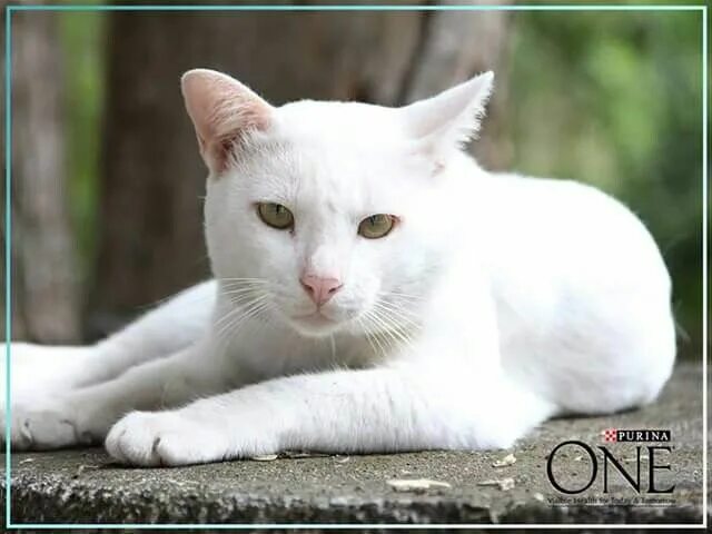 Кот белого цвета фото Pin van Linda Gemser op Dieren Dieren