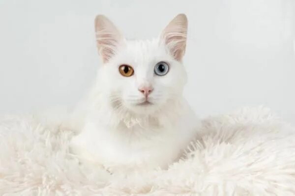 Кот белого цвета фото 300 nombres para GATOS BLANCOS - MACHOS y HEMBRAS Nombres para gato macho, Nombr