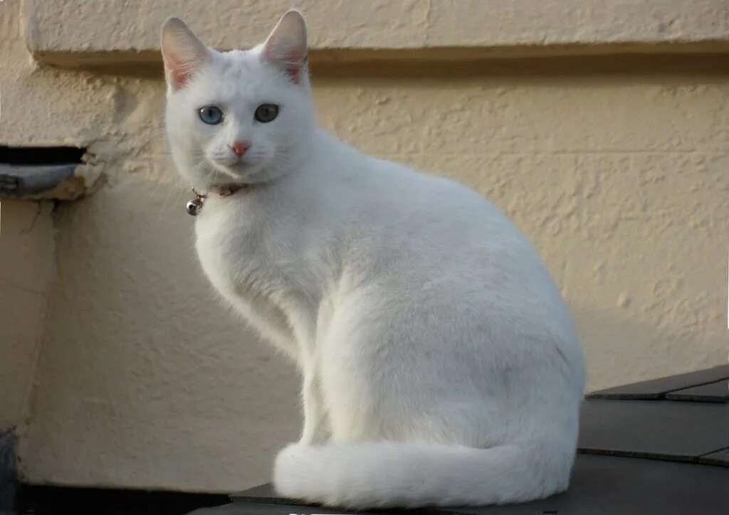 Кот белого цвета фото белая гладкошерстная кошка Кошки воины, Котята, Котенок