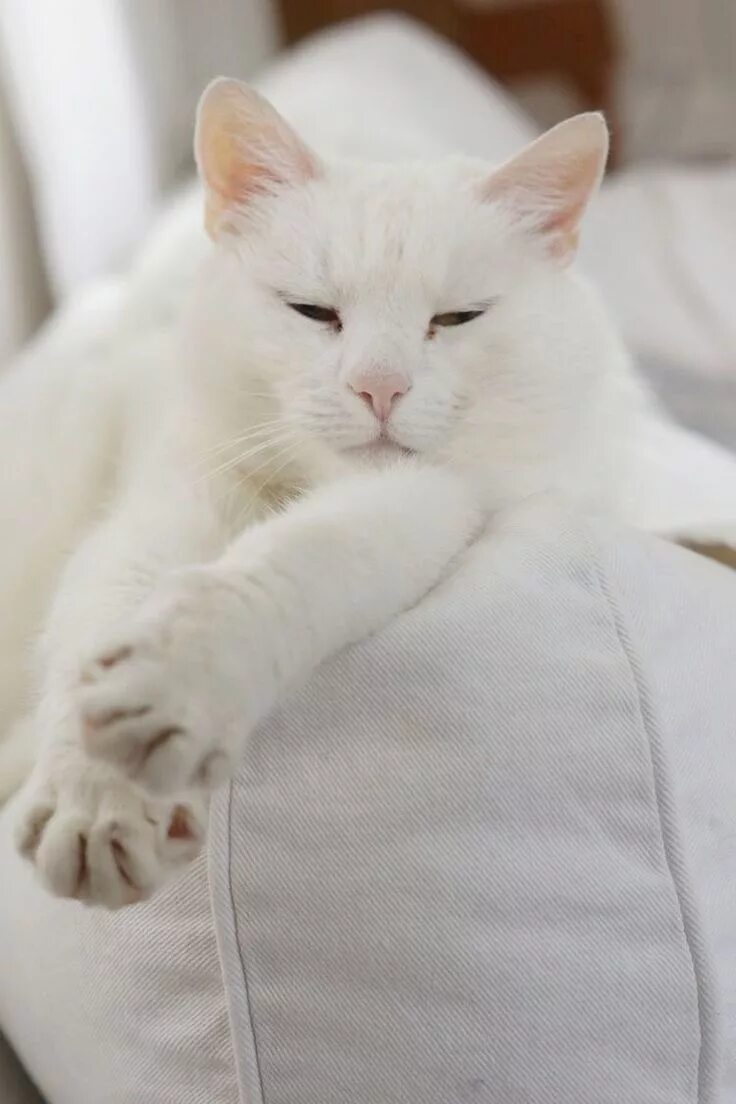 Кот белого цвета фото Pin by jo *:--✧ on * ᵂᴴᴵᵀᴱ ᶜᴼᵀᵀᴬᴳᴱ * Cats, Pretty cats, Cute cats and kittens