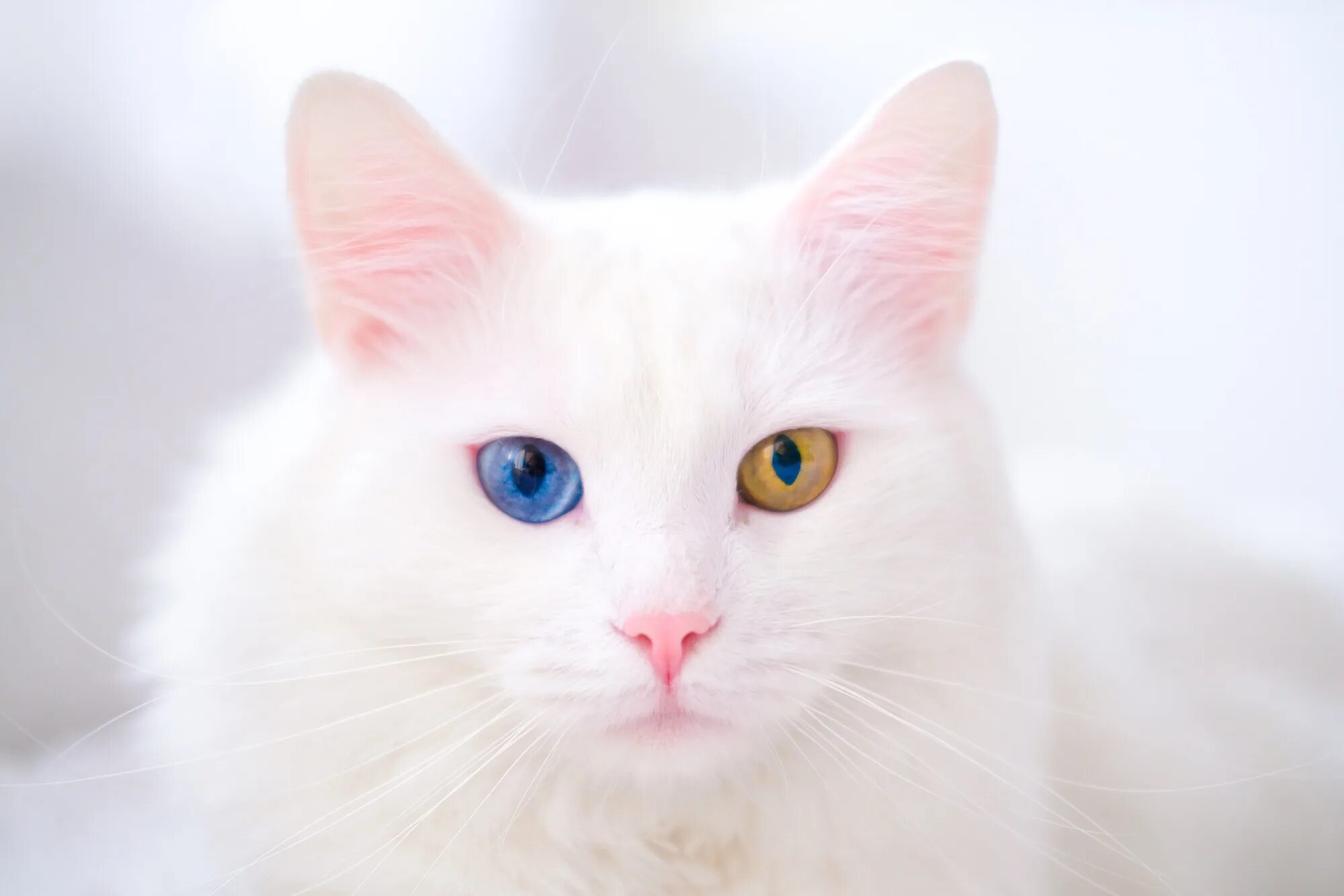 Кот белого цвета фото 50 Cat Facts: Delving into the World of Cats - Facts.net