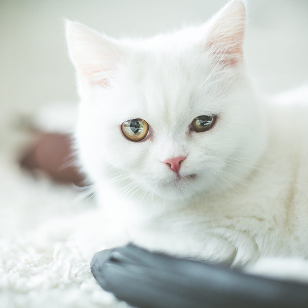 Кот белого цвета фото Скачать обои кошка, белый, кот, взгляд, котенок, портрет, малыш, белая, раздел к