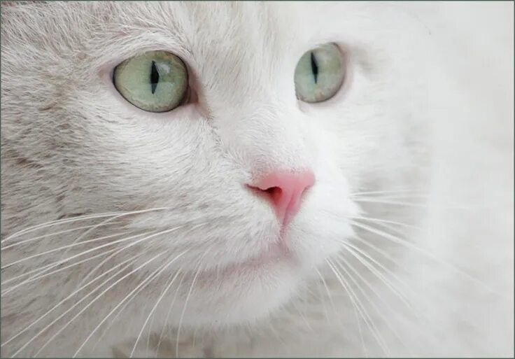 Кот белого цвета фото Pin by Deborah Tinkham on Quotes Pretty cats, White cat, Beautiful cats