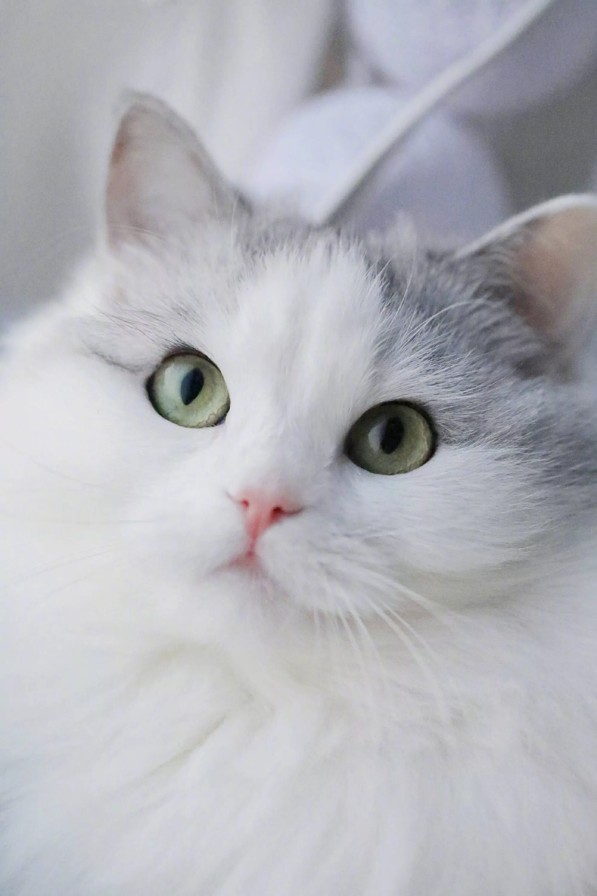 Кот белого цвета фото Pin de L en 主 子 Gatos bonitos, Gatos, Felinos