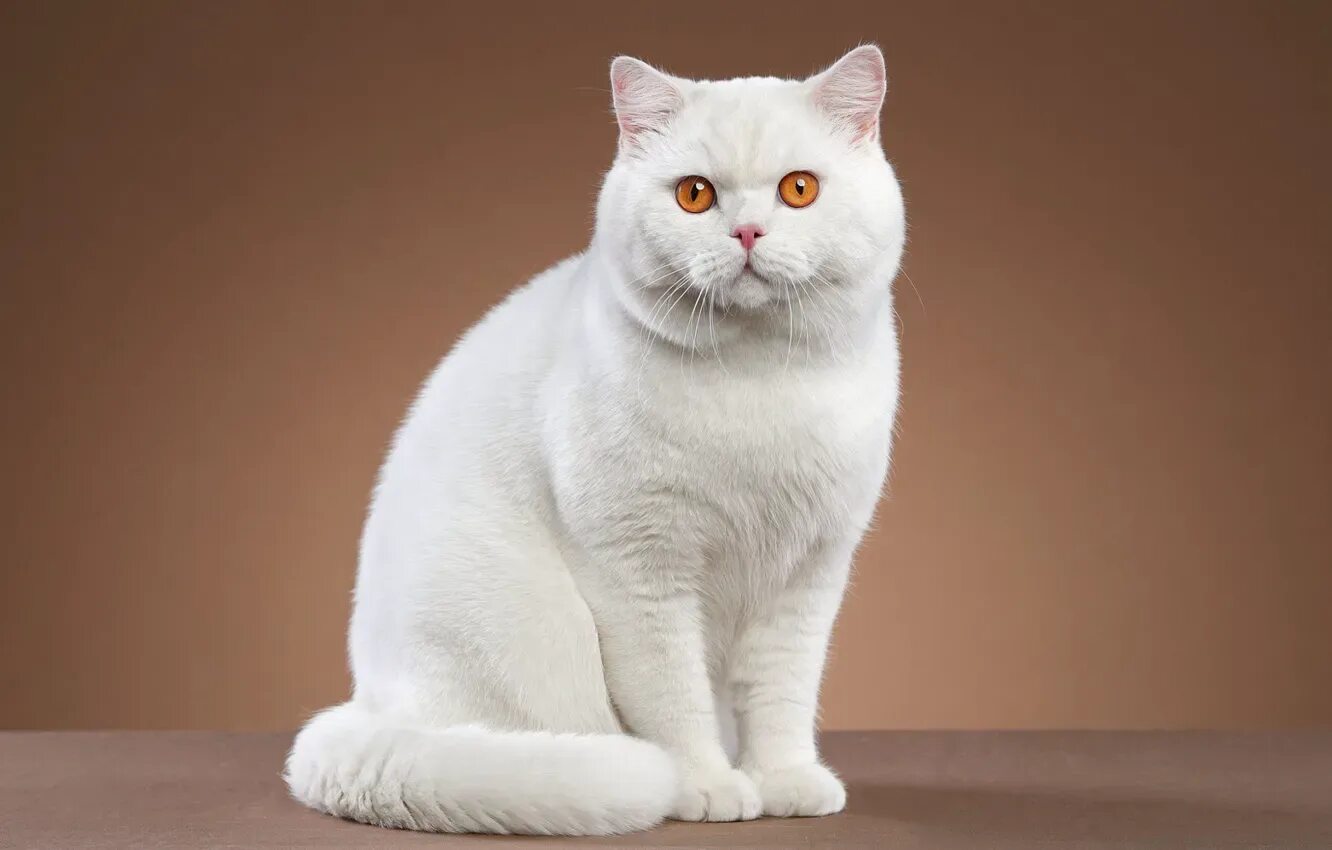 Кот белого цвета фото Обои кошка, кот, взгляд, поза, белая, сидит, британская на телефон и рабочий сто