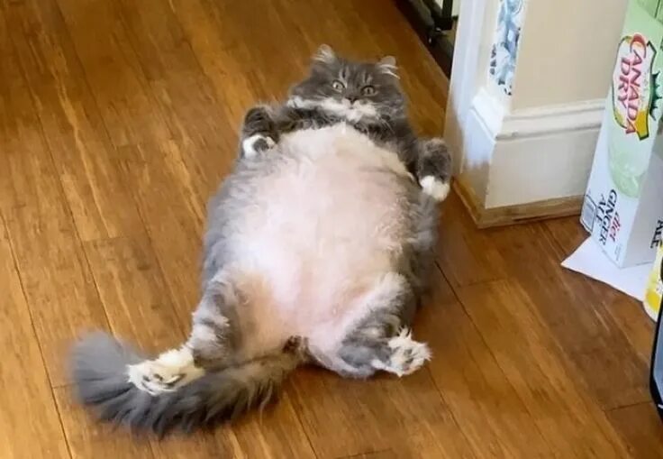 Кот без фото Pin on nice tummies, thas' it