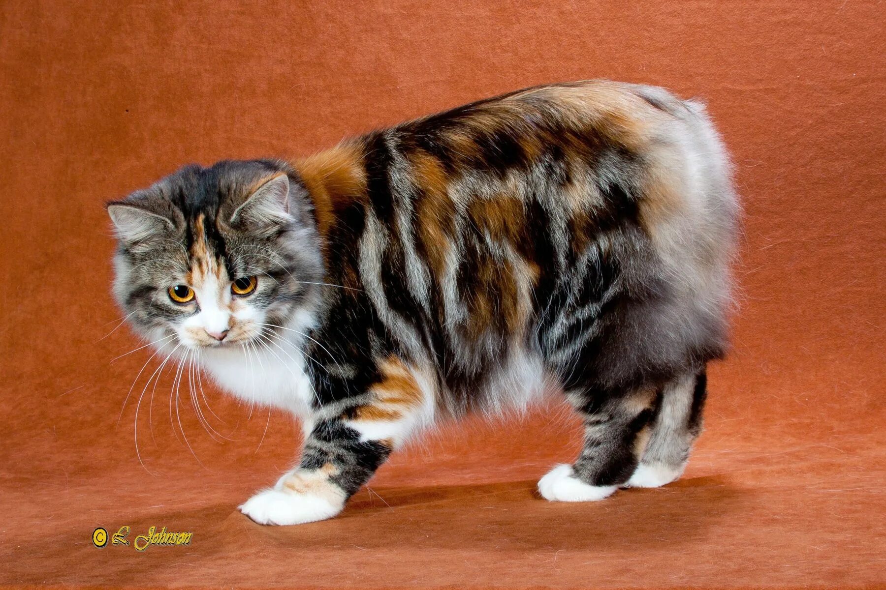 Кот без хвоста порода фото Manx I had a cat like this 60 years ago. Her name was Numpy. Manx kittens, Manx 