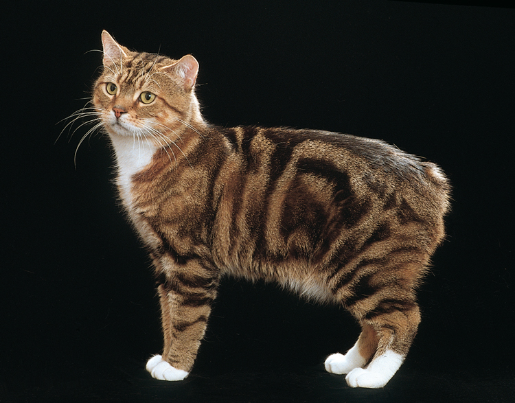 Кот без хвоста порода фото Breed Comparisons - Manx