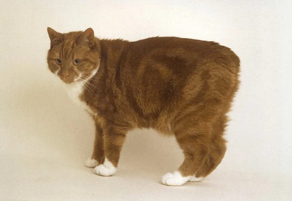 Кот без хвоста порода фото This is a Manx cat. Cute cats, Manx cat, Pretty cats