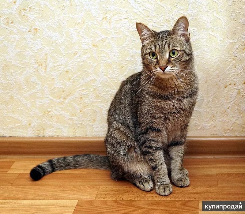 Кот без породы фото Полосатый котик Потап в Новосибирске