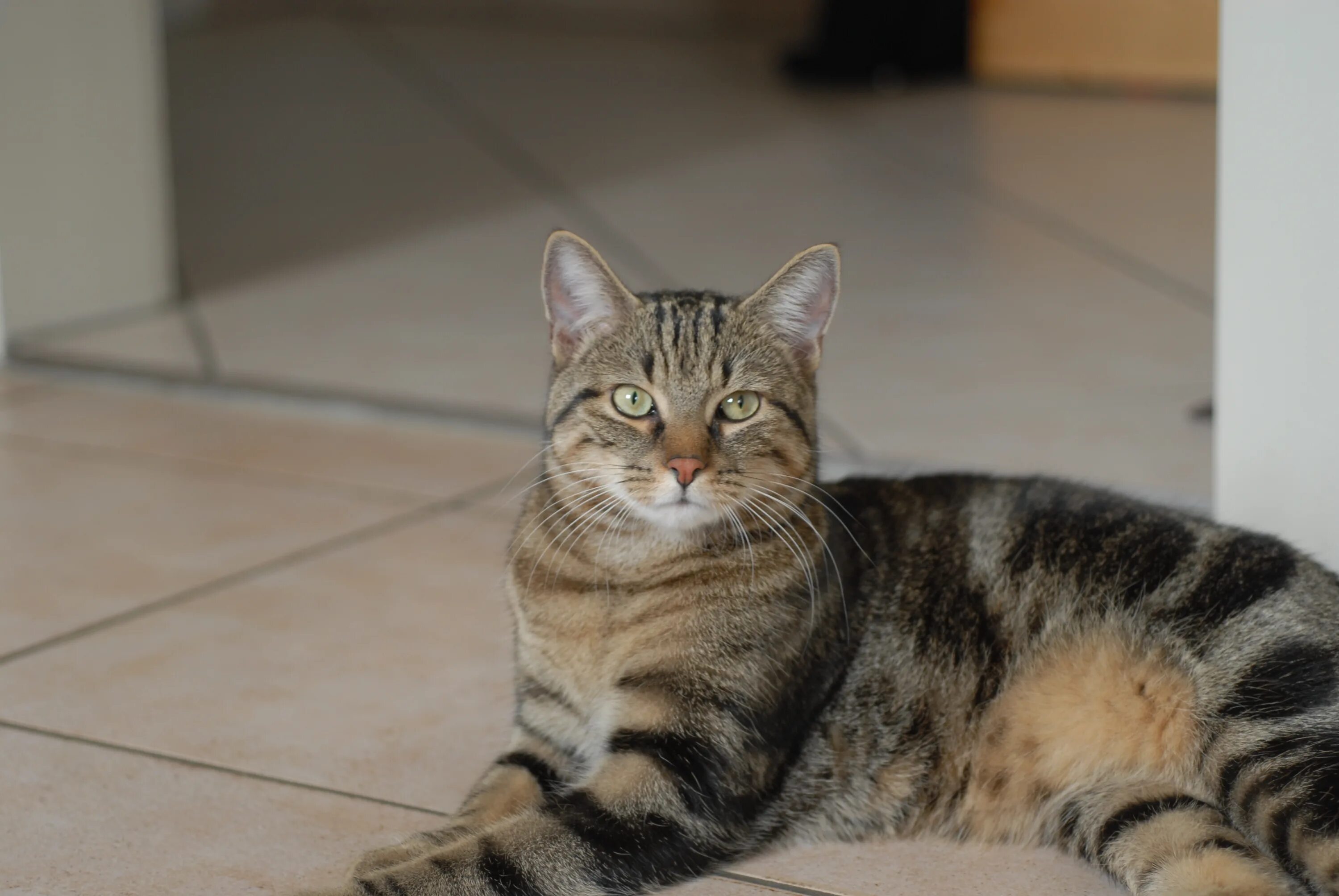 Кот без породы фото File:European shorthair portrait 2 Quincy.jpg - Wikimedia Commons