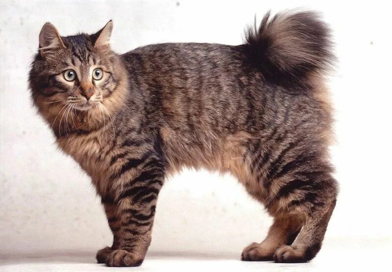 Кот без породы фото Курильский бобтейл