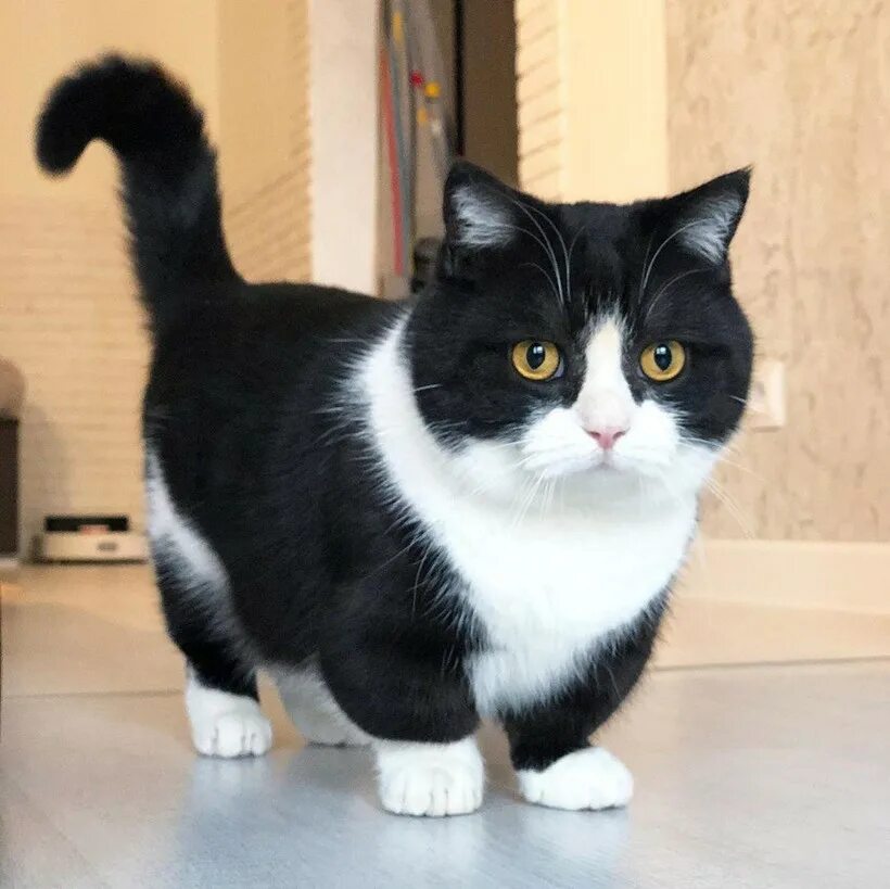 Кот без породы фото 16 милейших фотографий кота с короткими лапками, который стал звездой соцсети