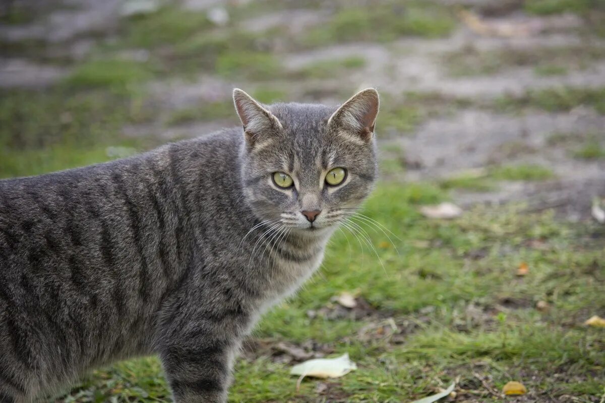Кот без породы фото Free Images : autumn, grass, dry, fauna, small to medium sized cats, whiskers, c