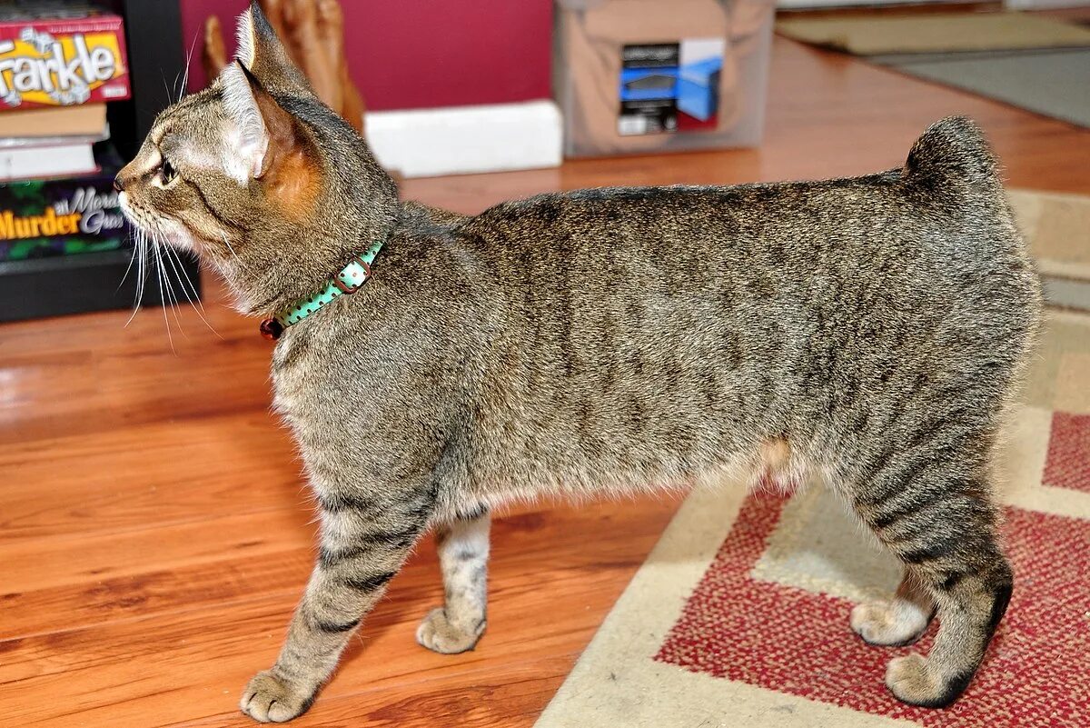 Кот без породы фото File:Rumpy Riser Manx Kitten.jpg - Wikipedia