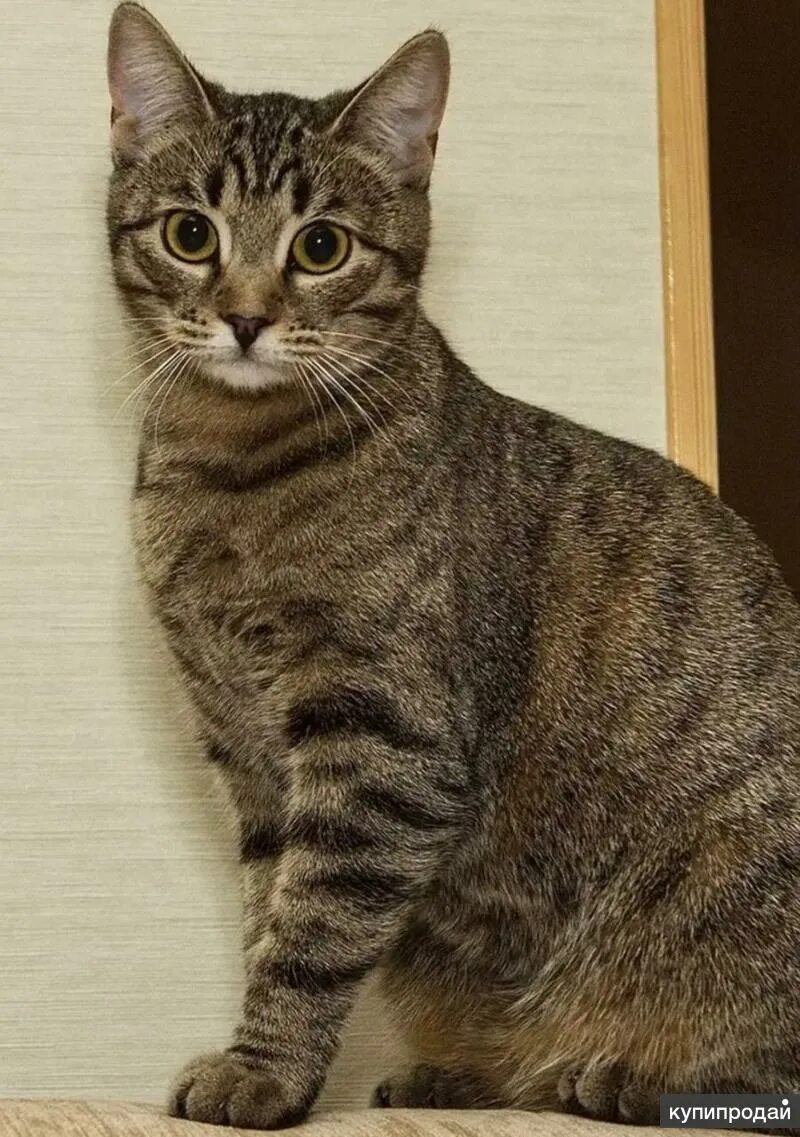 Кот без породы фото Тиграш - ласковый малыш котенок ищет дом в Москве
