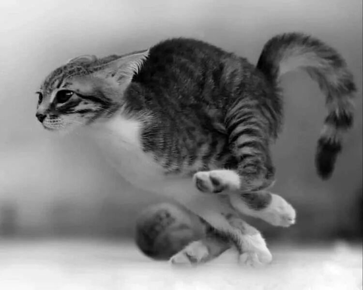 Кот бежит фото Fast kitten Детеныши животных, Милые котики, Кошачьи фотографии