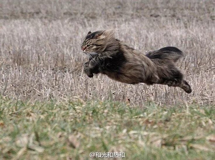 Кот бежит фото Cats, Wild cats, Jumping cat