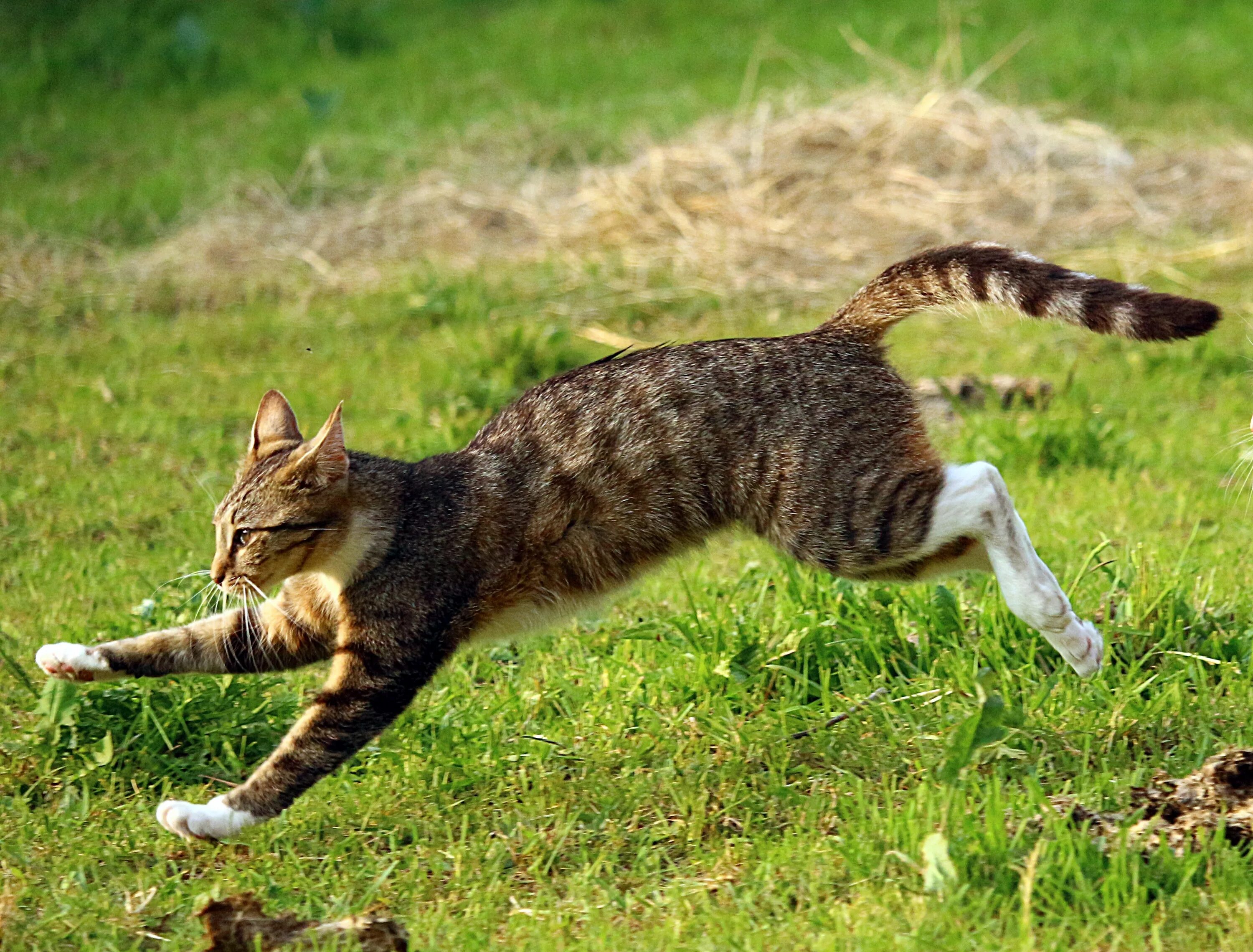 Кот бежит фото Free Images : grass, escape, wildlife, fauna, vertebrate, mieze, domestic cat, m