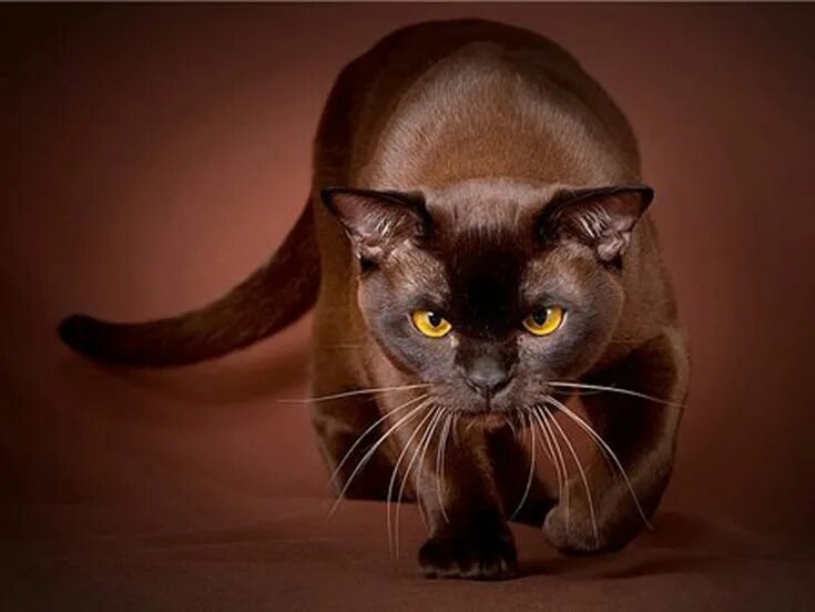 Кот бирманский фото коричневый Havana brown Havana kedisi, Kedi, Cats