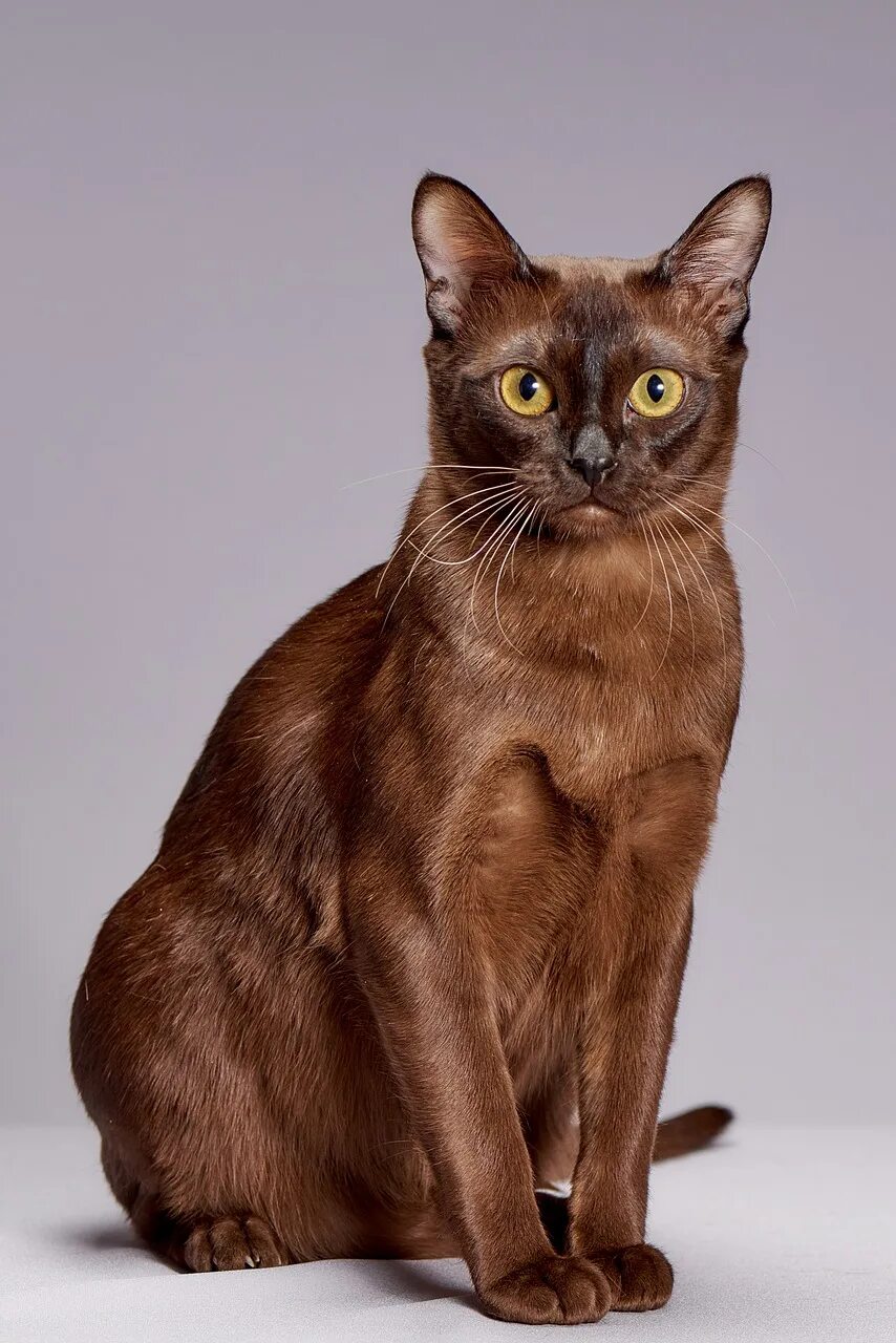 Кот бирманский фото коричневый Umberstorm Warrior Cats OC Wiki Fandom